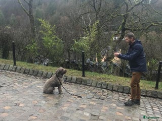 Spaanse Waterhond honden Spaanse Waterhond James in Zaamslag - Advertentie 3