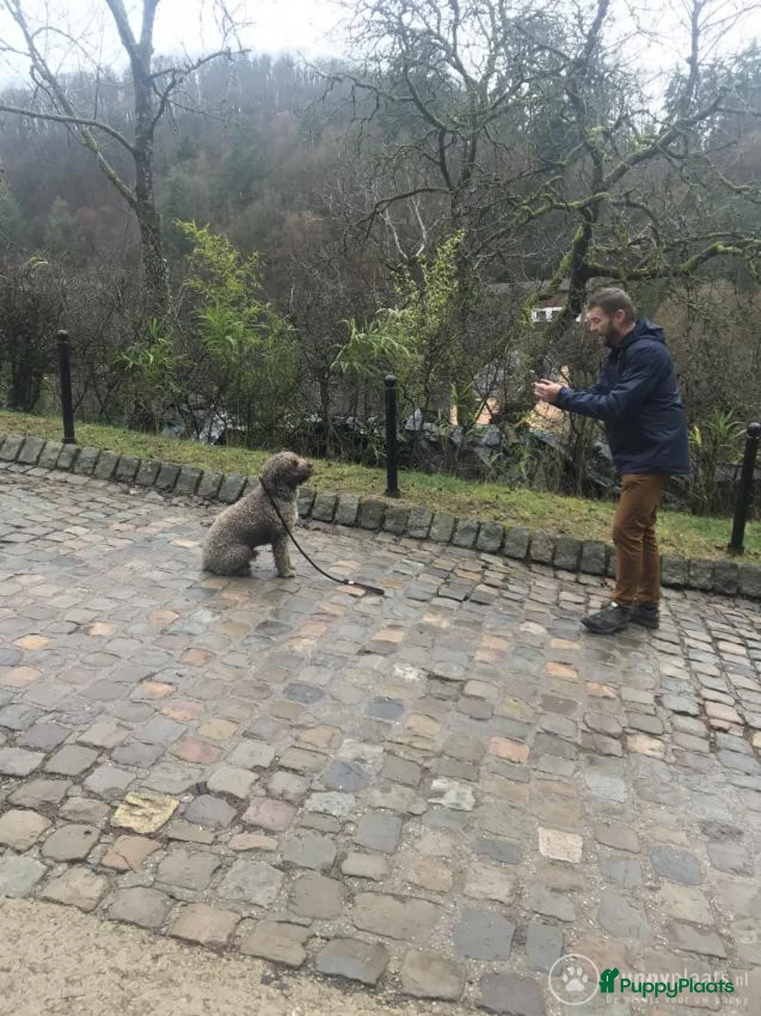 Spaanse Waterhond honden ter dekking: Spaanse Waterhond James in Zaamslag - Advertentie 1