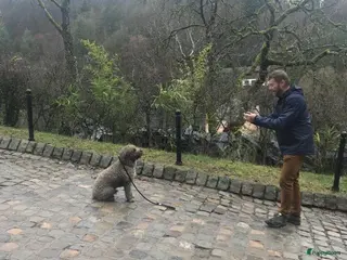 Spaanse Waterhond honden Spaanse Waterhond James - Advertentie 2