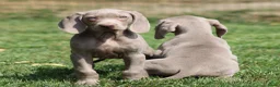 Weimarse Staande Hond korthaar honden te koop: Weimaraner pups - Advertentie 7