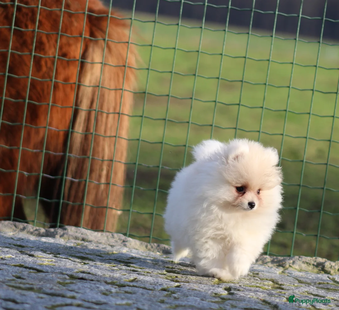 Pomeriaan honden te koop: Pomeriaan pup - Advertentie 6