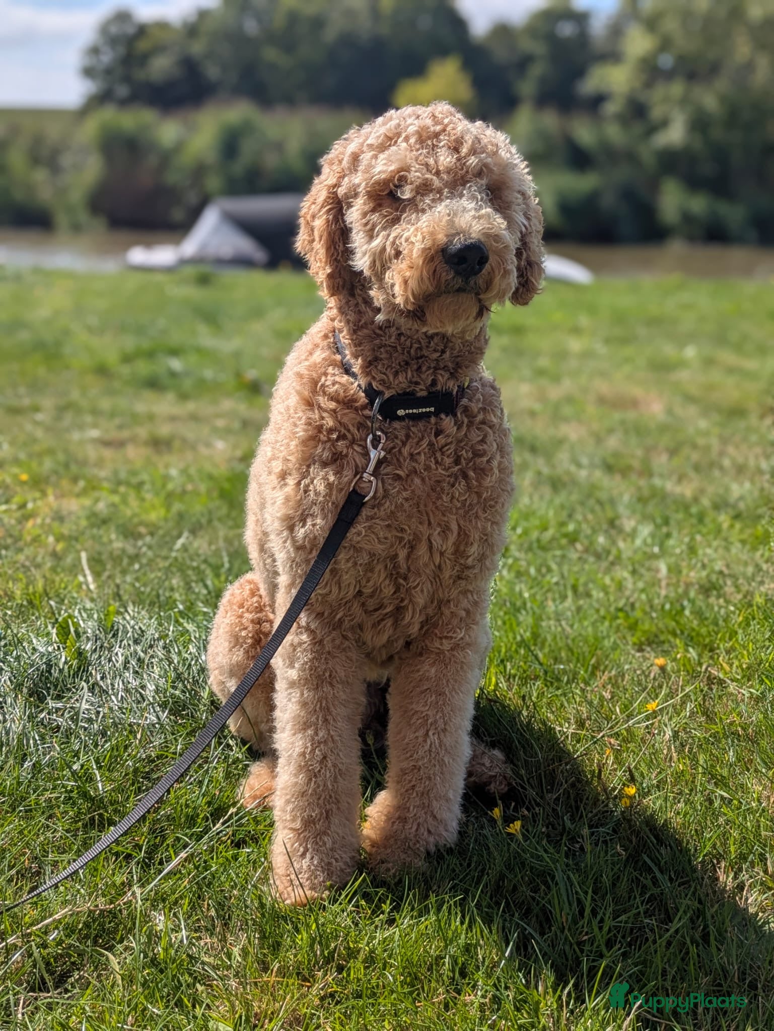 Labradoodle honden Labradoodle dekreu - Advertentie 1