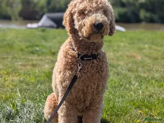 Labradoodle honden Labradoodle dekreu - Advertentie 4