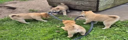 Kruising honden te koop: Shiba inu pups 8 weken (kwart pomeriaan) - Advertentie 27