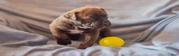 Kruising honden te koop: Nestje pups/ Rottweiler -X- Amerikaans Bulldog. - Advertentie 6
