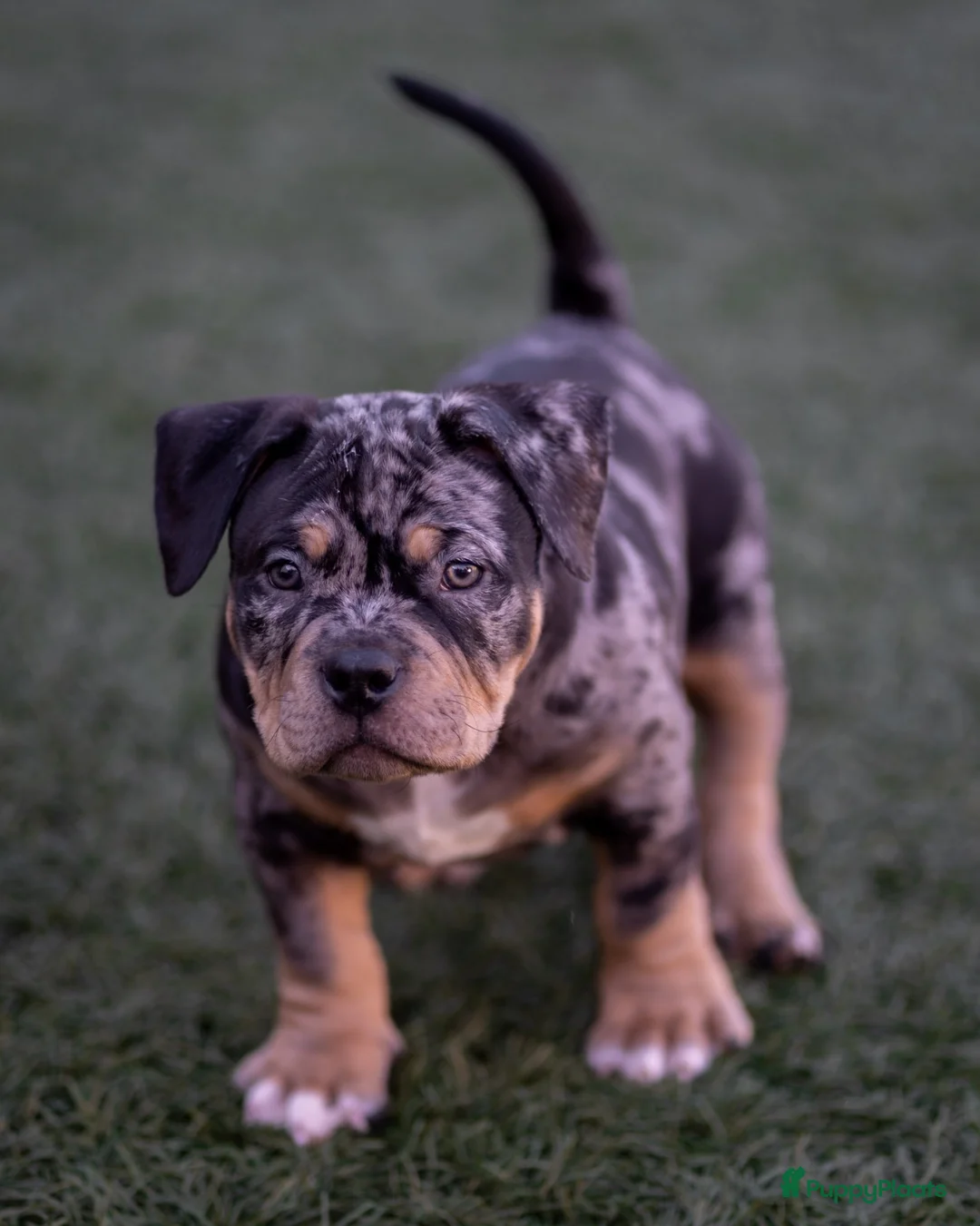 Amerikaanse Bully honden te koop: American Bully pocket pups verwacht rond november  - Advertentie 2