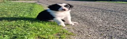 Border Collie honden te koop: Border collie puppy's in Oude Pekela - Advertentie 6