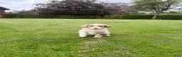 Kruising honden te koop: Australian Shepherd x Border Collie pups - Advertentie 4