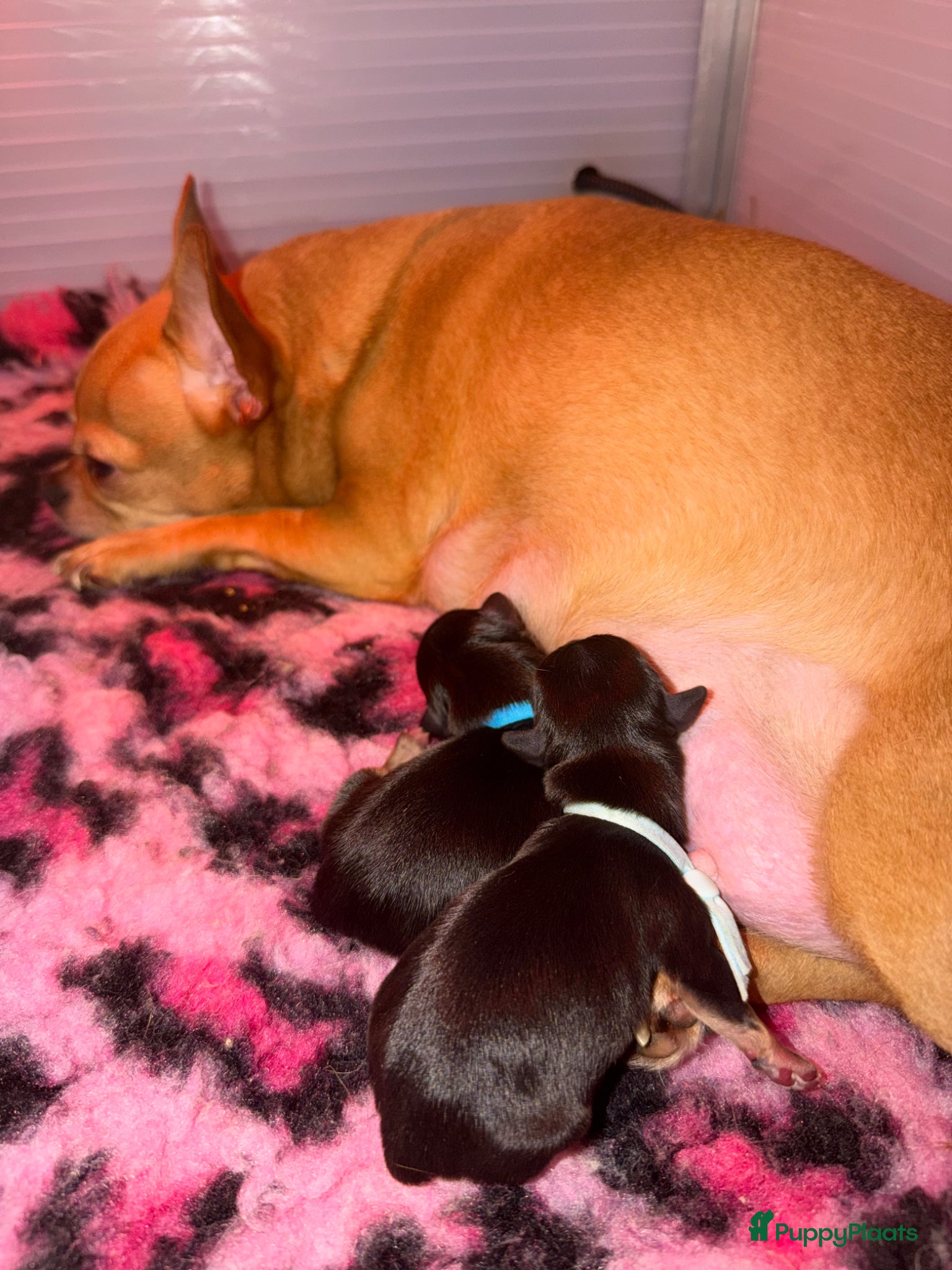 Chihuahua honden Chihuahua pups - Advertentie 1