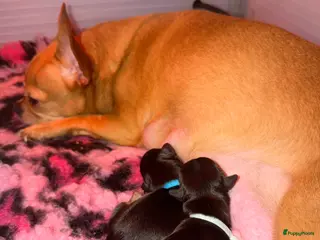 Chihuahua honden Chihuahua pups - Advertentie 1