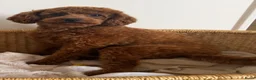 Poedel Toy honden te koop: Lieve rode toypoedel pups zoeken een warm thuis - Advertentie 11
