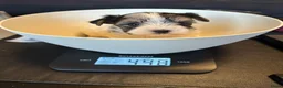 Yorkshire Terriër honden te koop: Biewer reutjes beschikbaar voor reservering - Advertentie 9