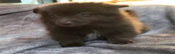 Pomchi honden te koop: Pomchi pups te koop - Advertentie 2