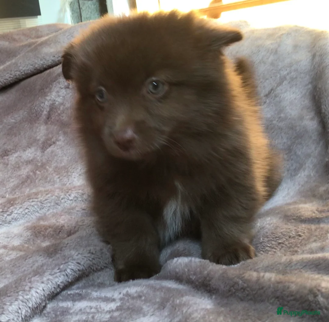Pomchi honden te koop: Pomchi pups te koop - Advertentie 2