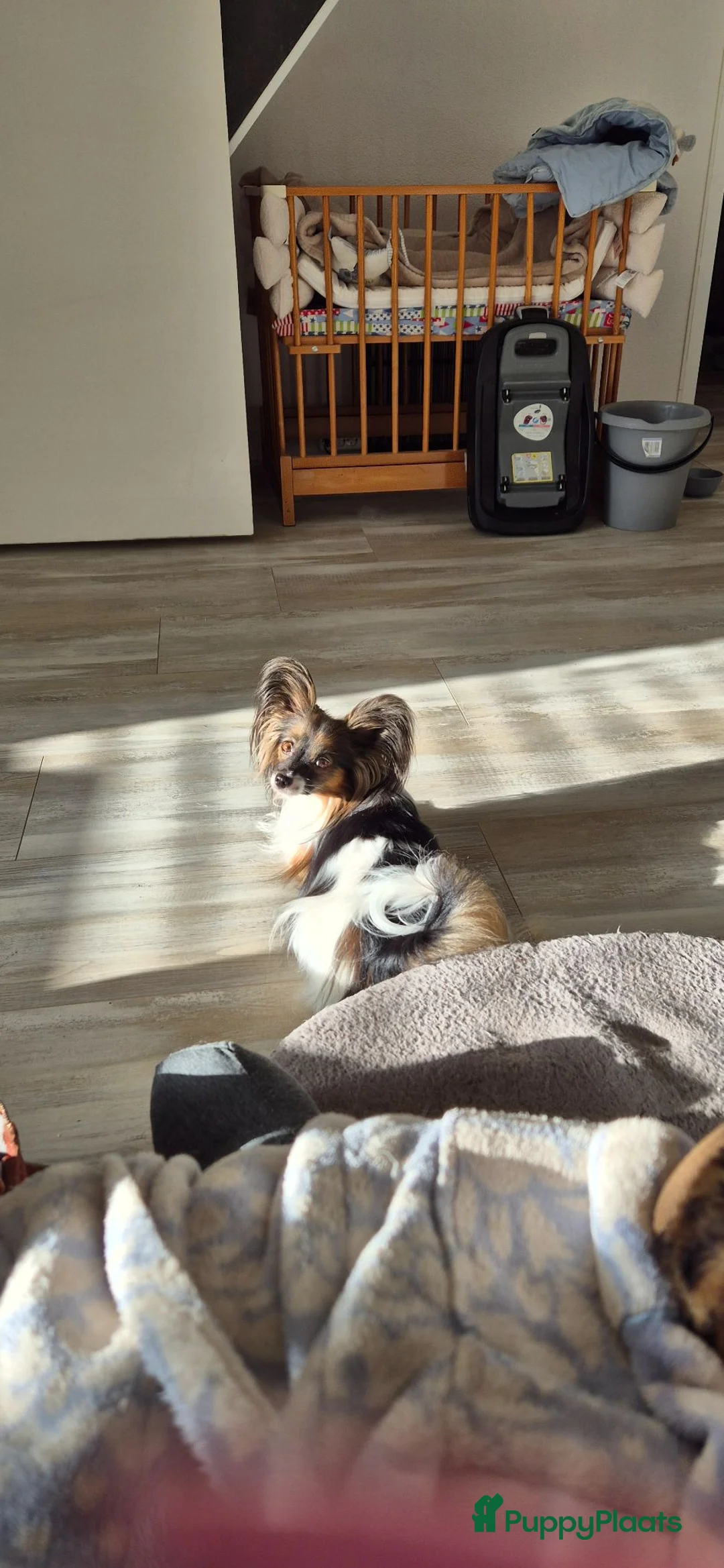 Vlinderhondje honden te koop: Lieve gezonde papillon pups  in Lelystad - Advertentie 1