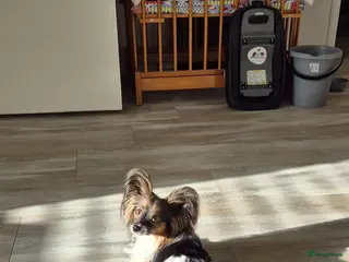 Vlinderhondje honden Lieve gezonde papillon pups - Advertentie 11