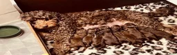 Labradoodle honden te koop: Labradoodle pups  - Advertentie 17