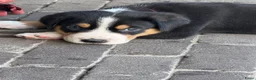 Grote Zwitserse Sennenhond honden te koop: Prachtige Grote Zwitserse Sennenpup - Advertentie 6