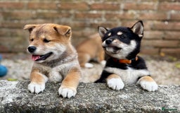 Shiba honden te koop: Shiba inu in Genk - Afbeelding 4
