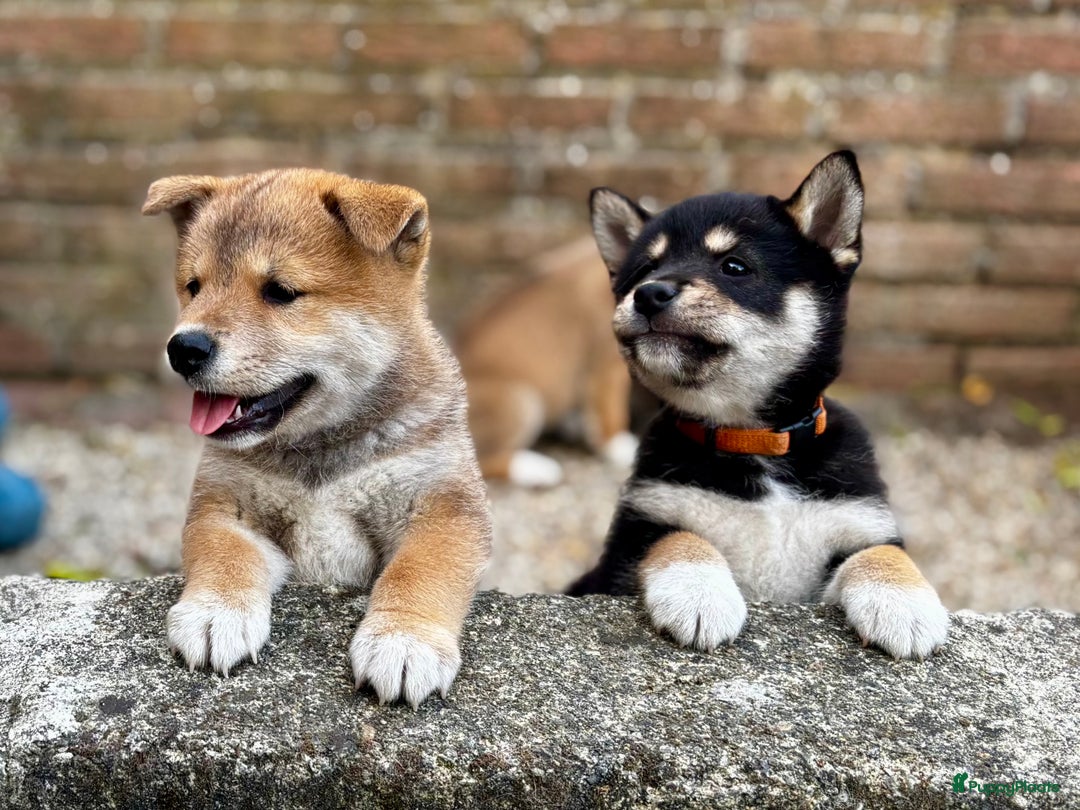 Shiba honden te koop: Shiba inu in Genk - Afbeelding 4