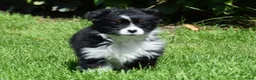 Miniature American Shepherd honden te koop: Miniature American Shepherd puppy (10 weeks)  in Diemen - Advertentie 3