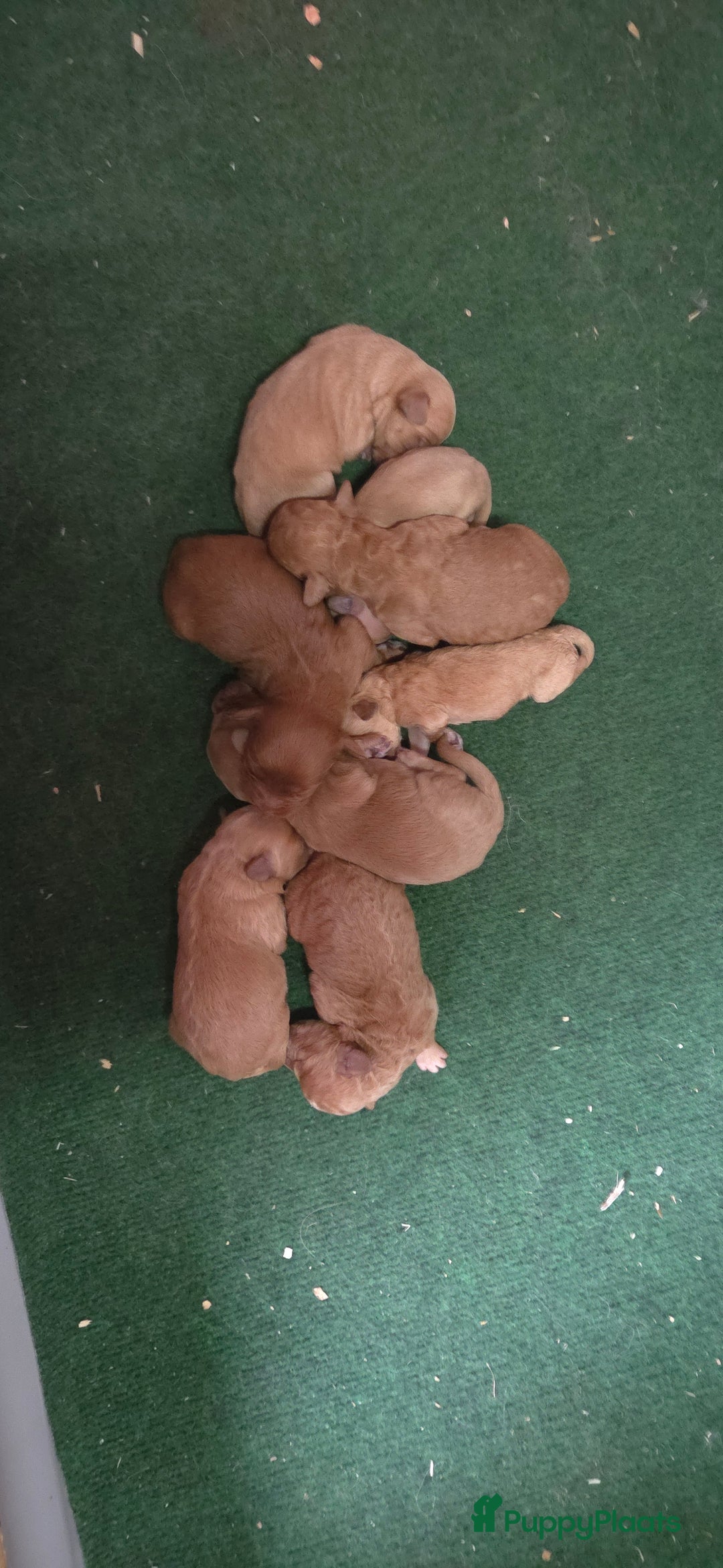 Kruising honden te koop: Mini Labradoodle F3 - Advertentie 7