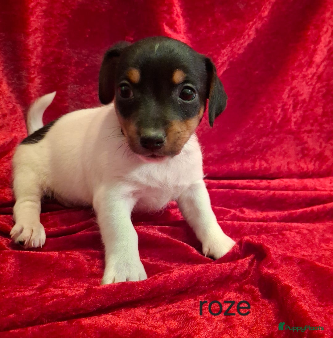 Jack Russel Terriër honden te koop: Jack Russel puppy's  - Advertentie 11