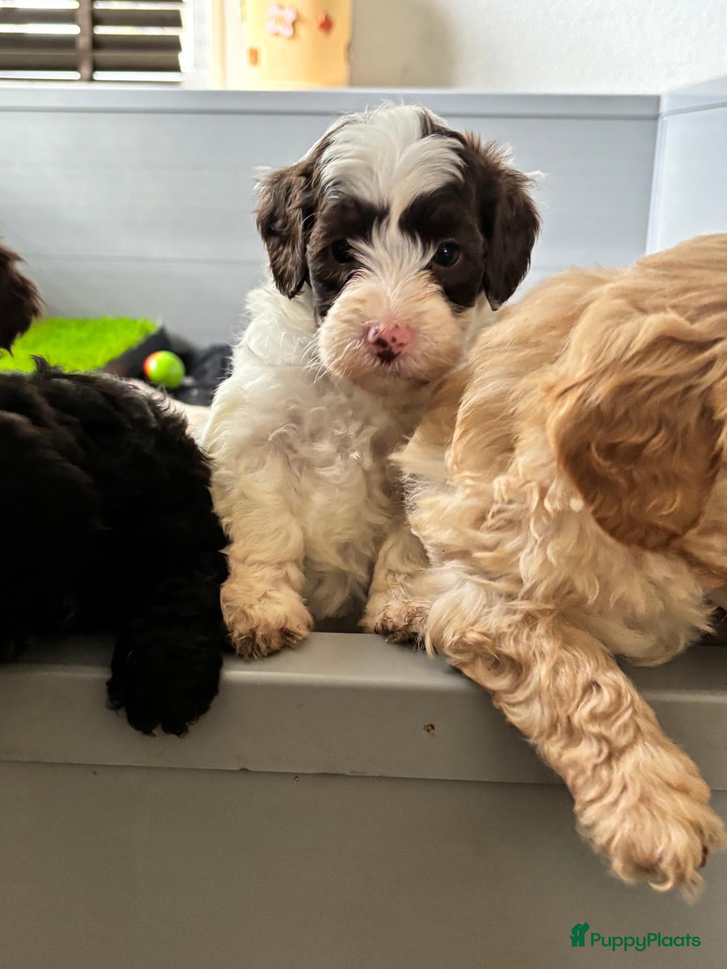 Labradoodle honden te koop: Nog 1 schattige pup beschikbaar.  - Advertentie 2
