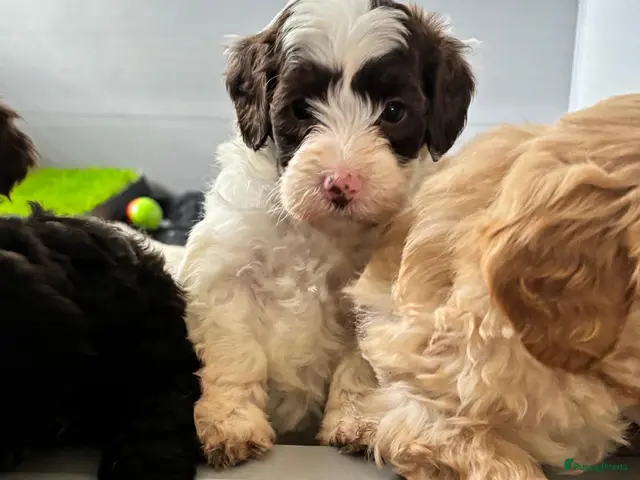 Labradoodle honden te koop: Nog 1 schattige pup beschikbaar. - Advertentie 2
