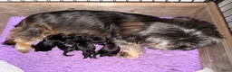 Shihpoo honden te koop: Shihpoo’s 💛Gouden mandjes gezocht 💛 - Advertentie 2