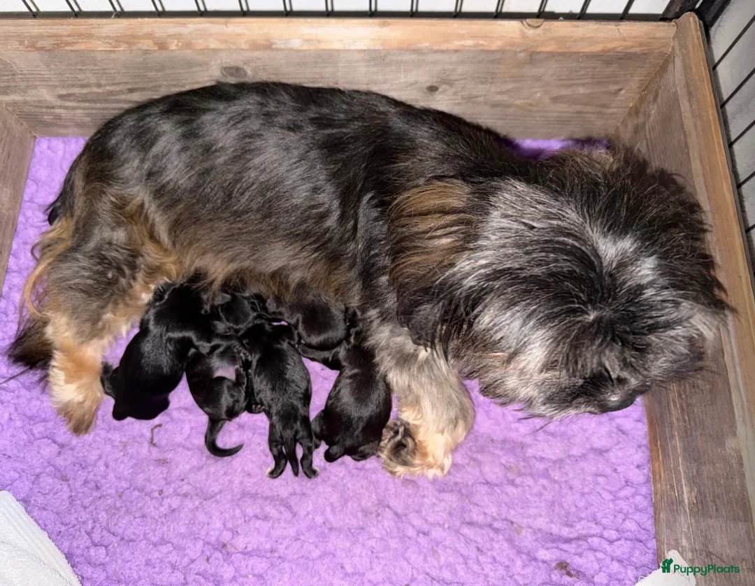 Shihpoo honden te koop: Shihpoo’s 💛Gouden mandjes gezocht 💛 - Advertentie 2