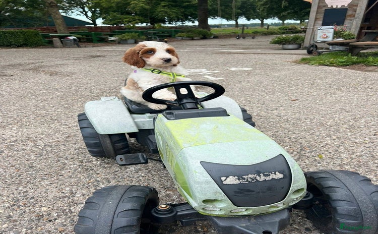 Kruising honden - Advertentie 4