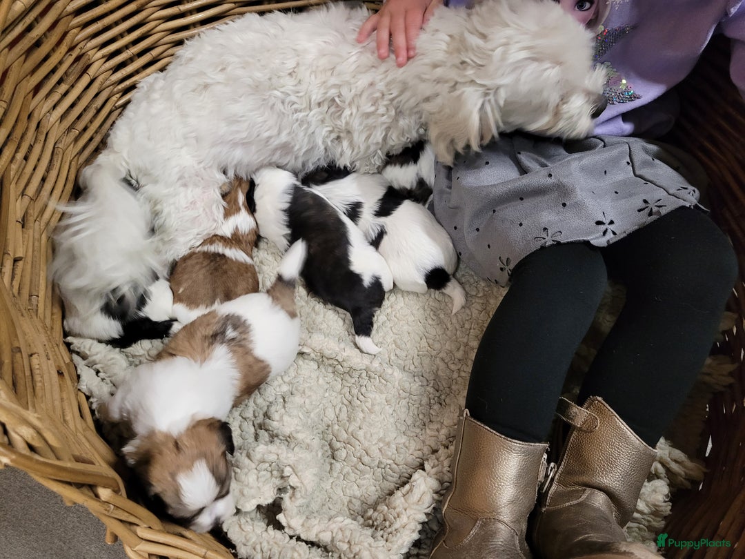 Malshi honden te koop: shih tsu boomer puppies - Advertentie 6