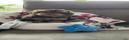 Maltipoo honden te koop: Maltipoopup F1 - Advertentie 4