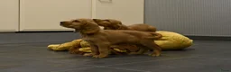 Engelse Cocker Spaniel honden te koop: Engelse Cocker Spaniel pups - Advertentie 27