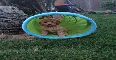 Labradoodle honden - Advertentie 3