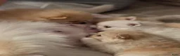 Pomeriaan honden te koop: Dwergkees pomeriaan  - Advertentie 12
