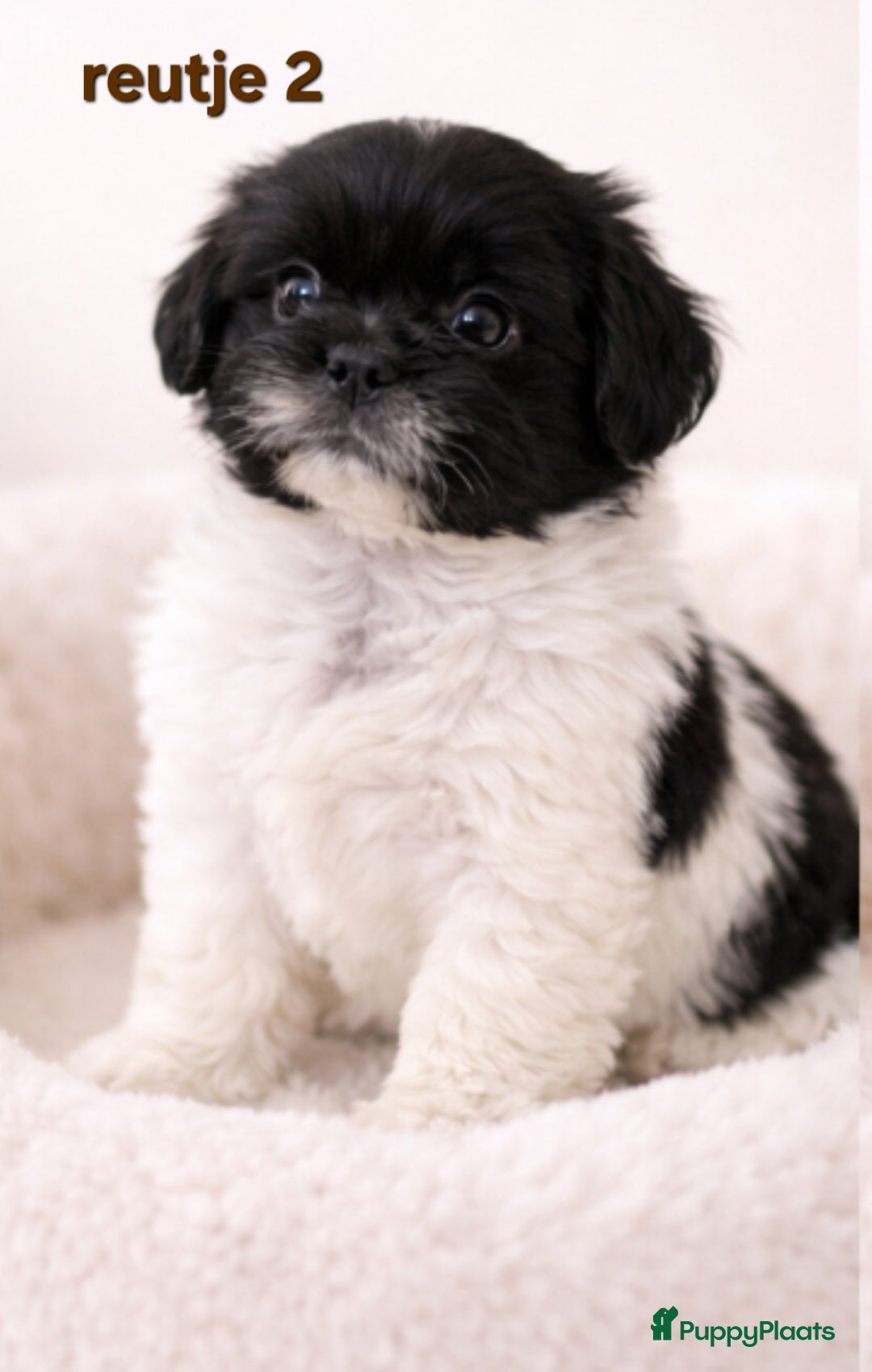 Kruising honden Mooie gezonde boomer pups. Shih tzu maal Maltezer - Advertentie 2