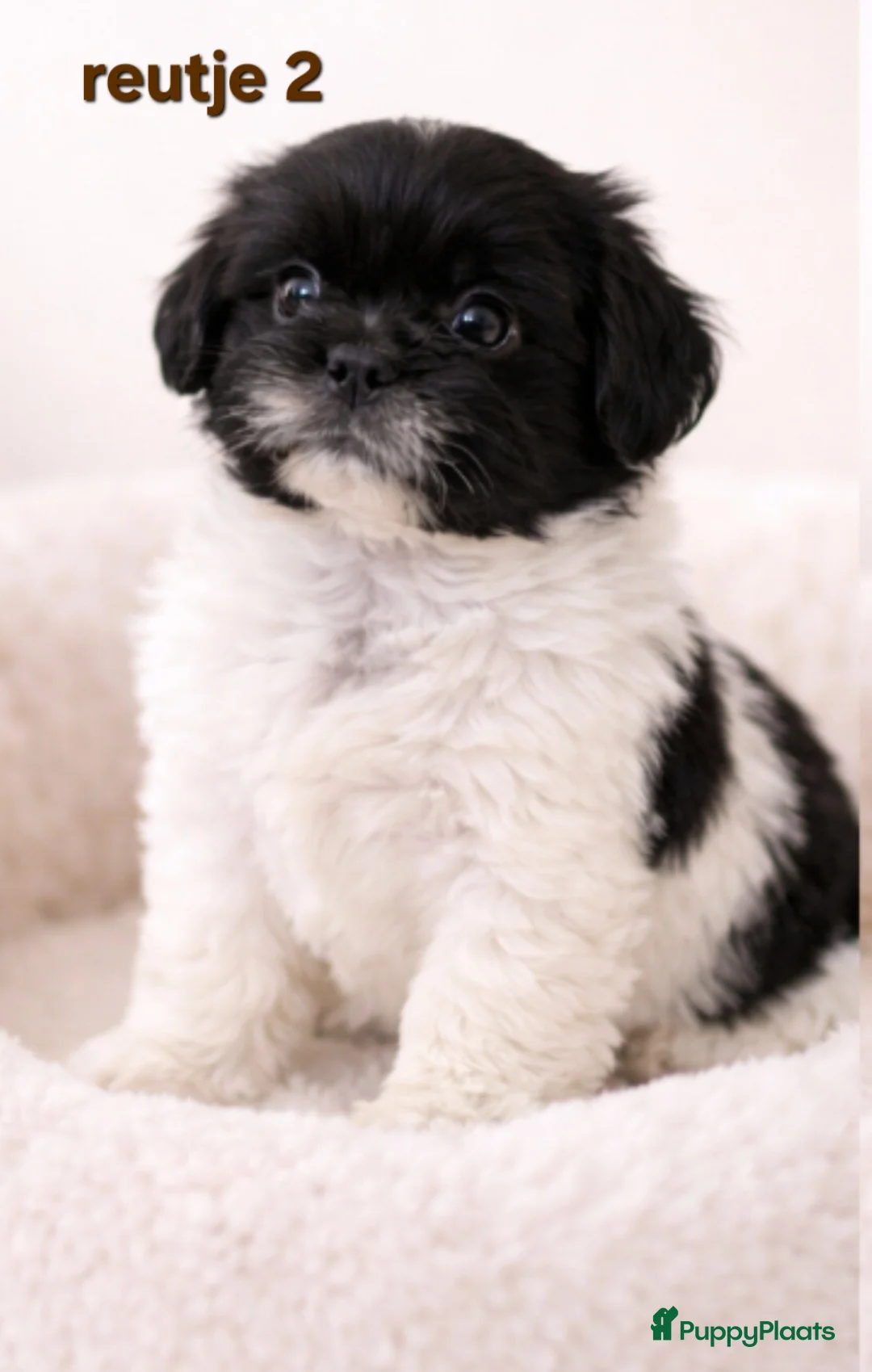 Kruising honden te koop: Mooie gezonde boomer pups. Shih tzu maal Maltezer - Advertentie 2