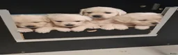 Golden Retriever honden te koop: Prachtige Golden Retriever pups met stamboom - Advertentie 6