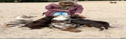Australian Shepherd honden te koop: Australian shepherd pups ( nog 3 beschikbaar  - Advertentie 24