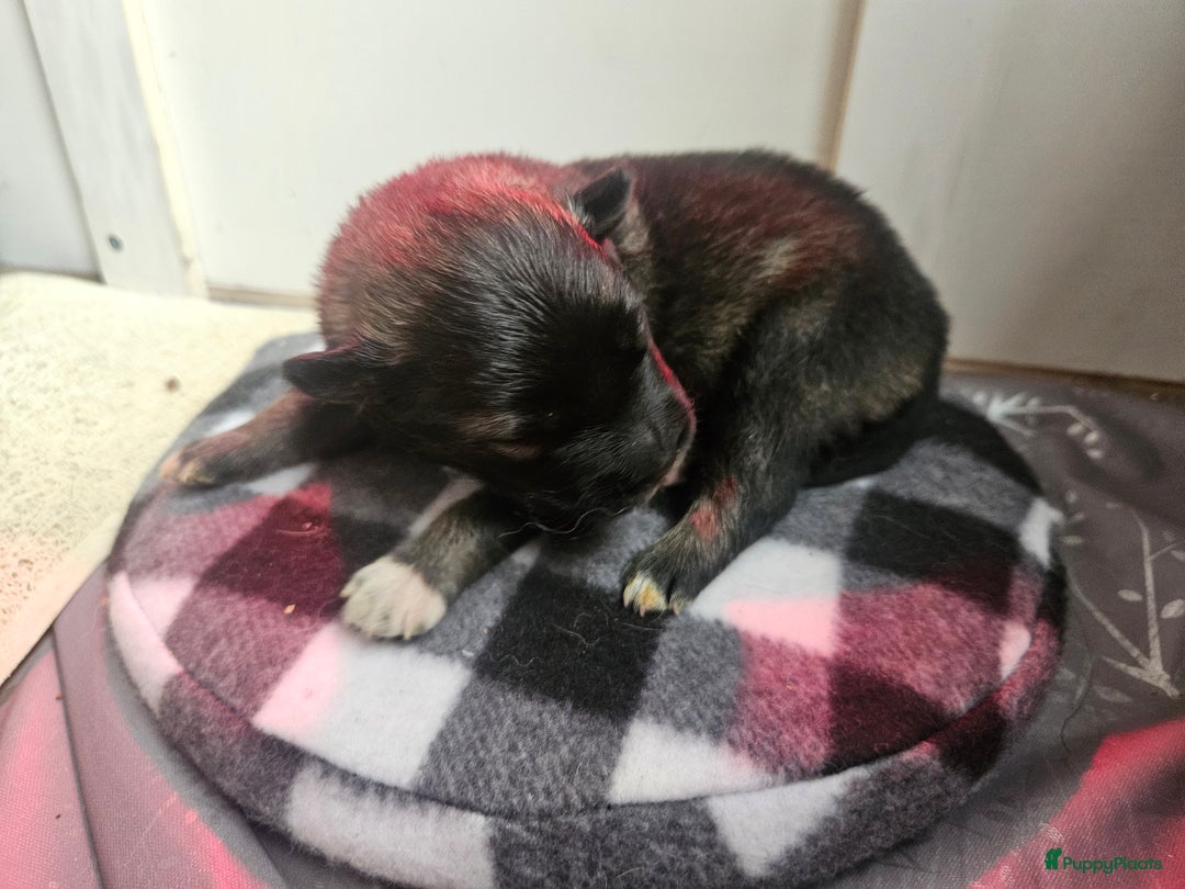 Kruising honden te koop: knappe keeshond x border collie puppy's te koop - Advertentie 14