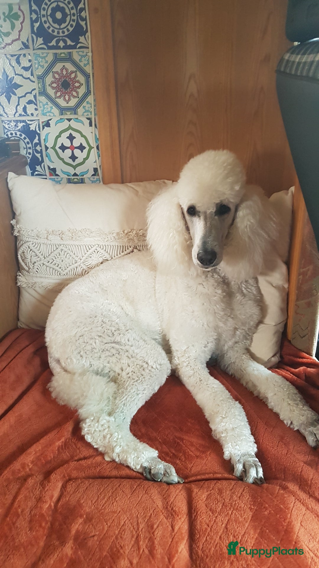 Poedel honden te koop: Konings poedel pups met FCI stamboom - Advertentie 7