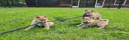 Kruising honden te koop: Shiba inu pups 8 weken (kwart pomeriaan) - Advertentie 26