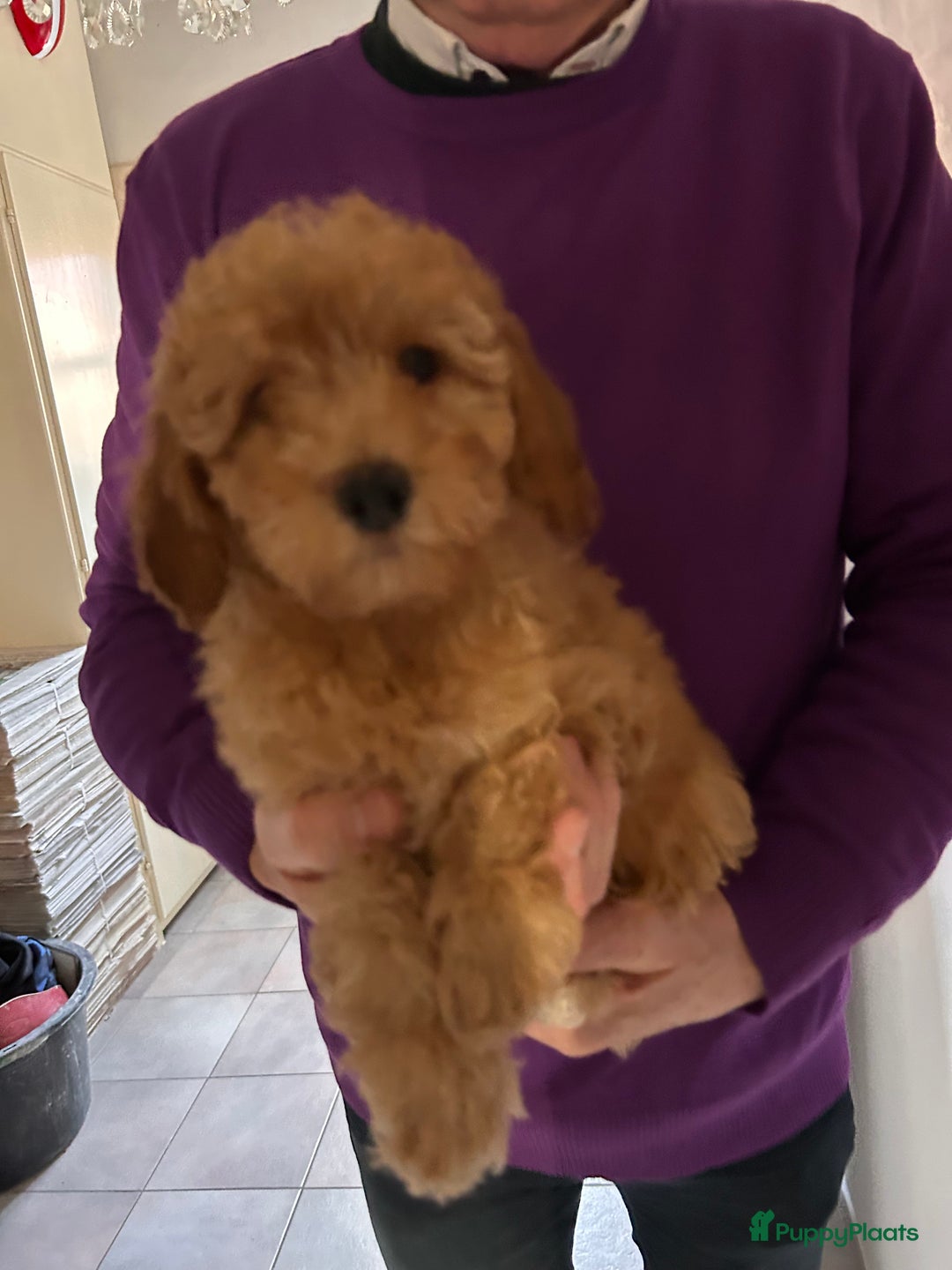 Dwergpoedel honden te koop: Dwergpoedel middellang lief en aanhankelijj - Advertentie 2