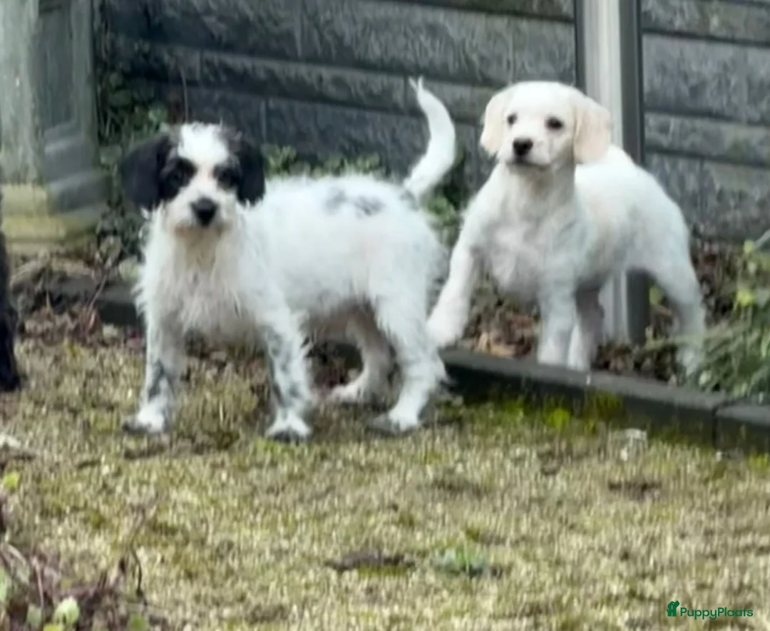 Maltipoo honden te koop: Nog 2 maltipoo reutjes beschikbaar  - Advertentie 10
