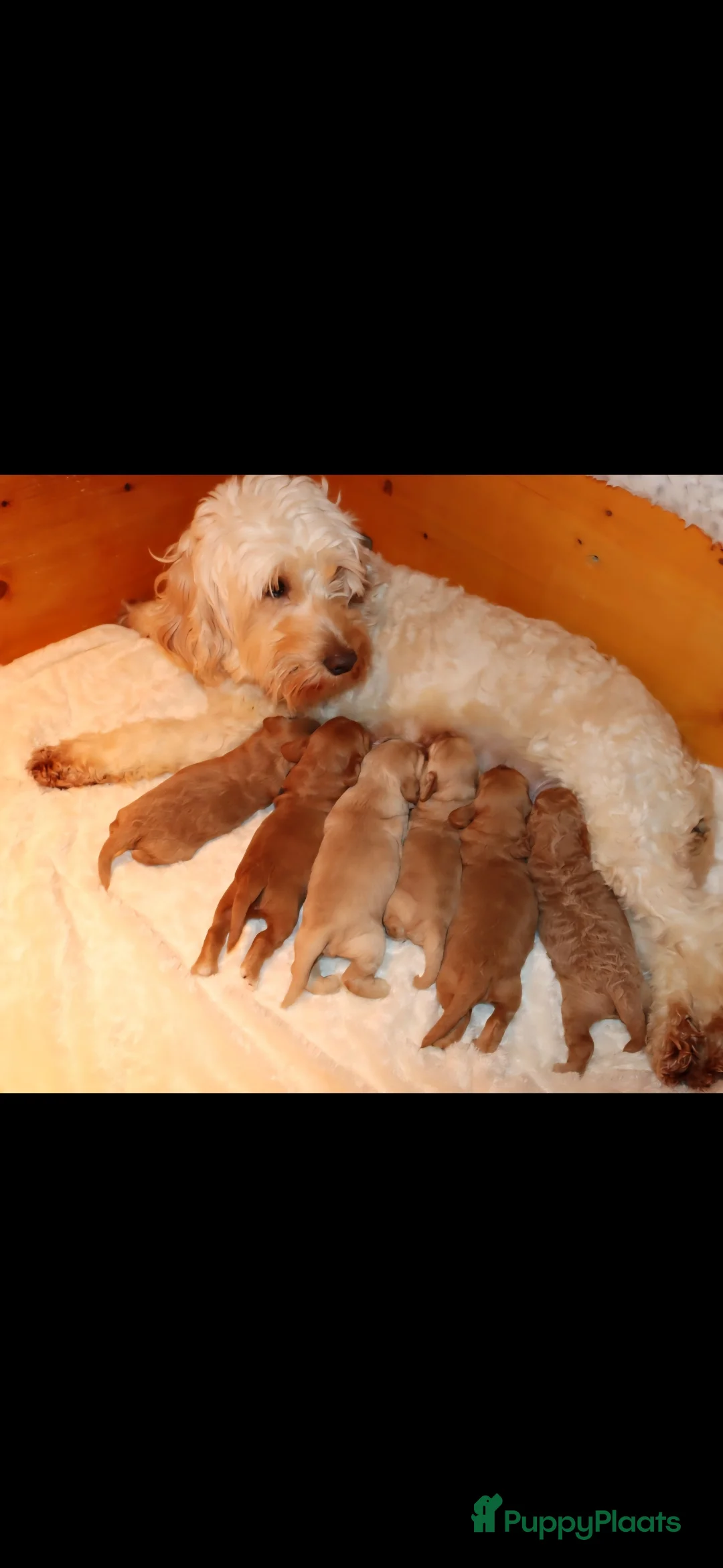 Kruising honden te koop: Australian labradoodle pups - Advertentie 15