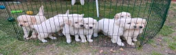 Golden Retriever honden te koop: Deze leukerds zoeken een baasje - Advertentie 15