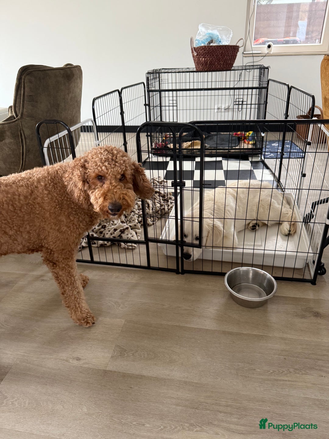 Goldendoodle honden te koop:  Prachtige F3 Doodle Pups van Roos & Sem - Advertentie 10