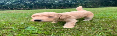 Labradoodle 6